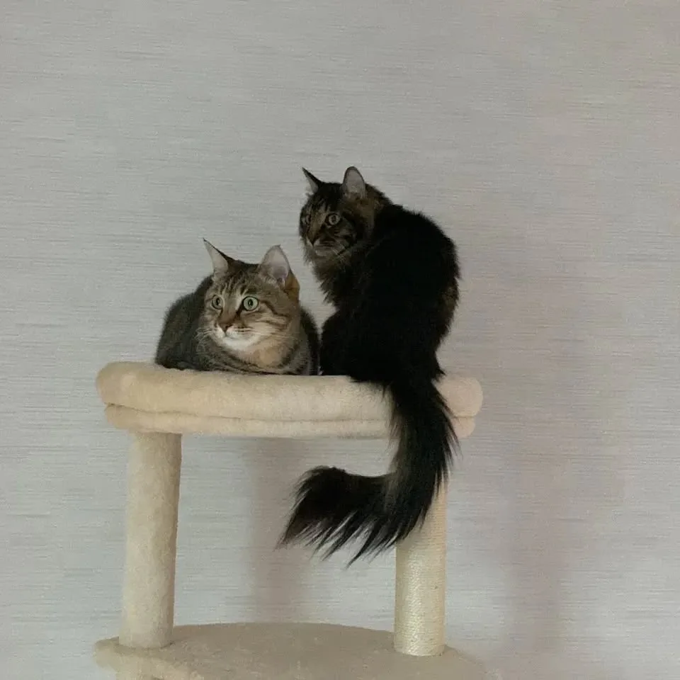 本日は…#猫の日  ですぅぅーーー！😸💓